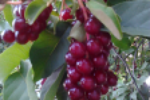 краски природы