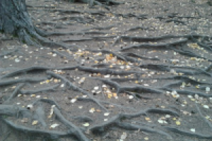 Работа 1544701