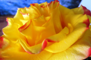 Работа 1748976