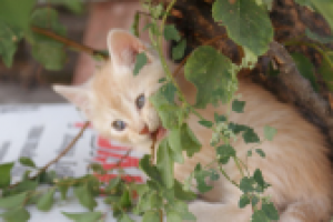 Зубки растут.