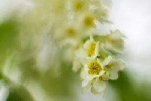 Работа 2784701