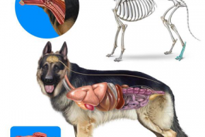 Анатомия собаки