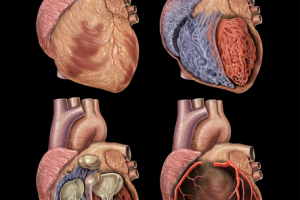 Строение сердца