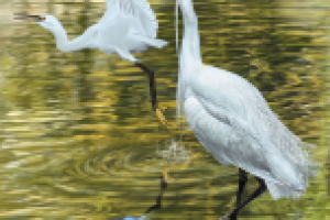 Малая белая цапля