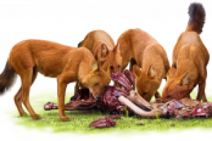 Красный волк