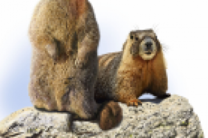 Сурок-байбак