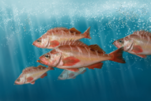 Окунь клювач