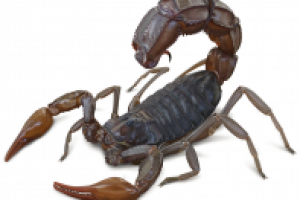 Скорпион Androctonus crassicauda