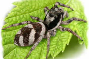 Паук Salticus scenicus
