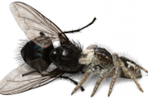 Паук-скакун с добычей