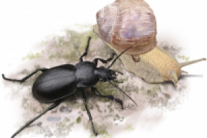 Жук карабус (Carabus hungaricus)