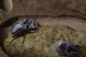 Лунный копр (Copris lunaris)