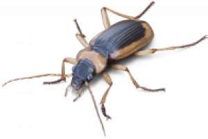 Жук Nebria livida