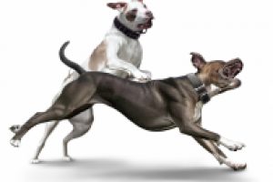 Американские пит-буль-терьеры