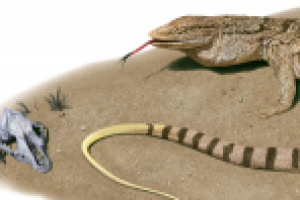 Серый варан