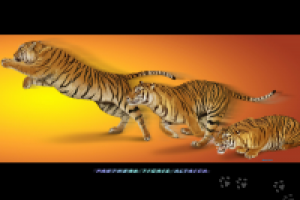 Постер Амурский тигр (Panthera tigris altaica)