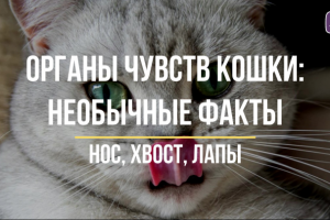 Органы чувств кошки: необычные факты