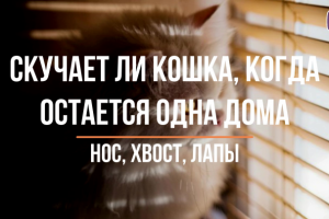Скучает ли кошка, когда остается одна дома