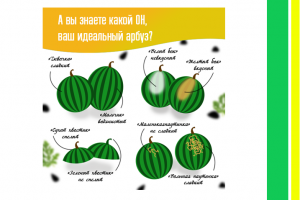 Выбор арбуза