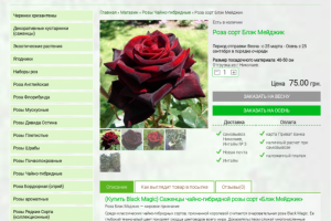 Описание сорта роз: Блэк Мэджик