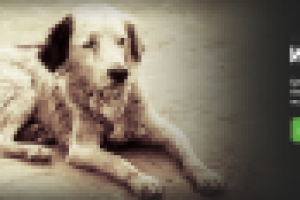 Баннер для фонда помощи животным "Дарящие надежду"