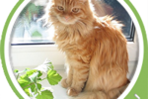 "Корпорация уюта" - Строительные услуги