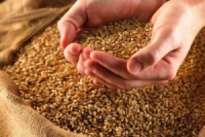 Что принесло прибыль аграрной промышленности Украины