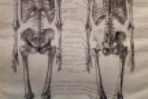 Скелет человека, рисунок от руки, карандаш.