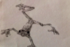 Рисунок лягушки, карандаш.