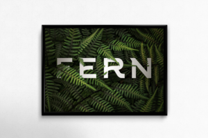 Fern