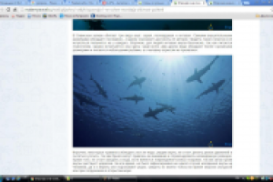 Опасная и не очень морская живность Паттайи