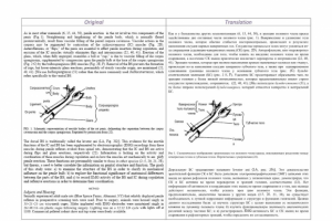 Electromyographic Analysis of Male Rat Perineal Muscles