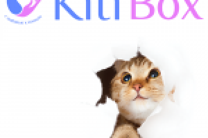 кошачий бокс