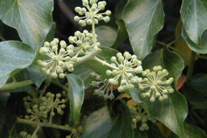 Крымский растительный мир