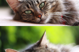 Удаление водяного знака