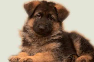 Сказка "Как щенок Бобик друзей искал"