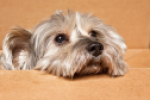 Переезд с животным