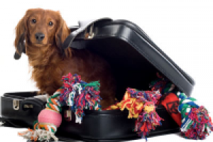 Как облегчить переезд животному?