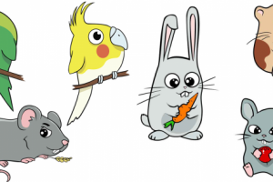 Забавные животные