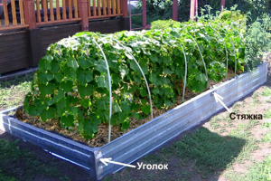 Панельная гряда для помидор и огурцов