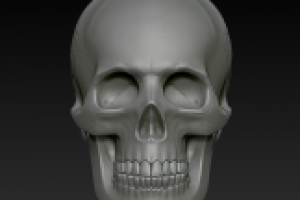 3D модель "Человеческий череп"