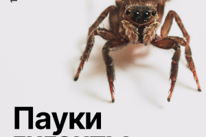 Дизайн плаката для выставки пауков