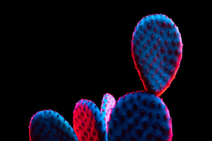 Кактус с планеты пандора