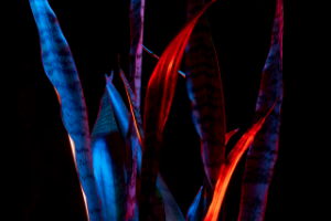 цветок сансевиерия