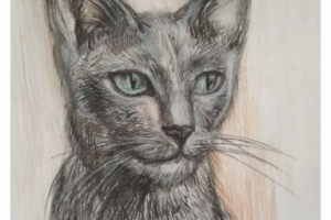 Кот породы "русская голубая". Карандаш