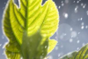 Лист фигового дерева