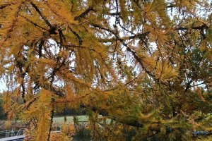 "Признание маме"