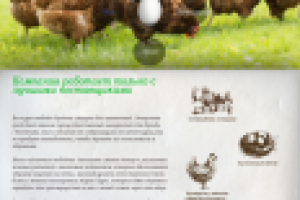 Домашние яйца оптом