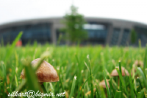 грибные будни