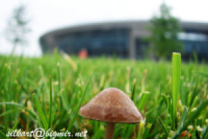 гриб после дождя